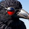Фото профиля Cuervo