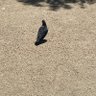 ユウウ profil fotoğrafı