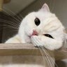 ริบบิ้นแดงน้ำเงิน's profile picture