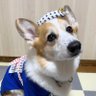 Profilbild von むぎ