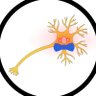BowTiedNeuron | Neuroscientist's profile picture