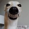 Jay Mowza's profile picture