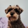 Angry schnau's profile picture