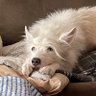 ThorZee profil fotoğrafı