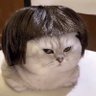 Donottouchmycat profil fotoğrafı