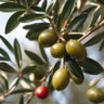 Olive Branch 🌳 的头像