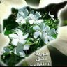 سيد سيد 的头像