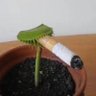 Cigarrillos y Dellafuente's profile picture