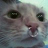 Фото профиля OmfgLilMochi!