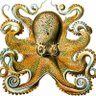OctoBitcoin's profile picture