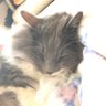 きうす🫖🐈⬛ profil fotoğrafı