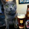 Profilbild von Gato cervecero