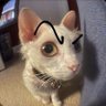 لستُ بخالد profil fotoğrafı