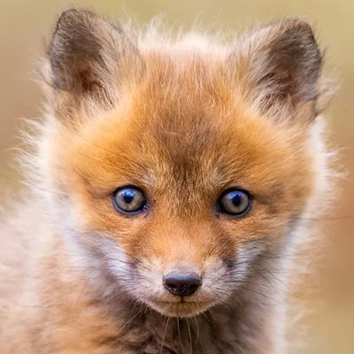 φ w̾y̾s̾i̾f̾o̾x̾ 🐺🐢 ☮️ 🔻's profile picture