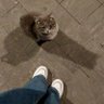 Lama profil fotoğrafı