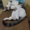 Gomes TaLLL🐉 profil fotoğrafı