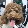 Profilbild von じぃじ🐶派🇯🇵