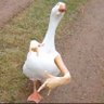Luxy's profile picture