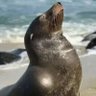 Фото профиля Sevilla Sealion