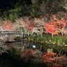 tksyuri(ツユリ) 的头像