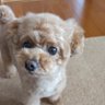 luku profil fotoğrafı