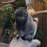 猫侍 的头像
