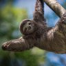 Sloth's profile picture