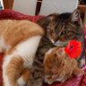 Mariangela๐๐'s profile picture