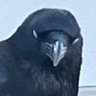 大瑠璃刹斗(戯言屋) profil fotoğrafı