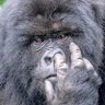 Profilbild von Magilla