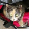 Lilith🇨🇦🍁 profil fotoğrafı