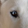 Akyra_0's profile picture