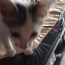 RoamOnly's profile picture