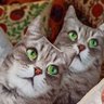 призрак в ракушке's profile picture
