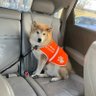 Doge lover's profile picture