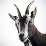 A Goat profil fotoğrafı