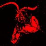 Sheol's profile picture
