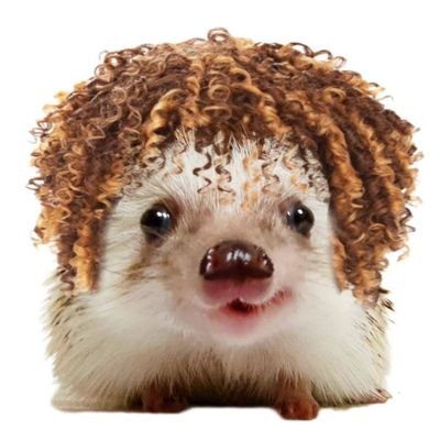 🦔Sir-riccio👑's profile picture