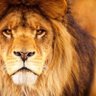Lionesz on X profil fotoğrafı