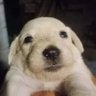 Bantees_t's profile picture