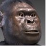 Australopithecus's profile picture