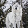 Free Wolf's profile picture