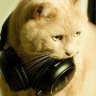 Proud cat's profile picture