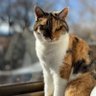 toratora314's profile picture