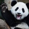 Good Panda's profile picture