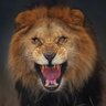 Angry Lion 的头像