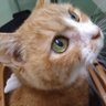 Фото профиля Mari 😻🐈⬛💜🦕💚🇯🇵