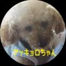 アッキョロちゃん profil fotoğrafı