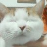 ラチママ's profile picture