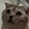 Çilo's profile picture